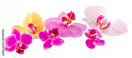 Pink-purple orchid flower, Orhideea Phalaenopsis