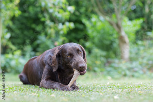 Hund knabbert an einem Rehlauf