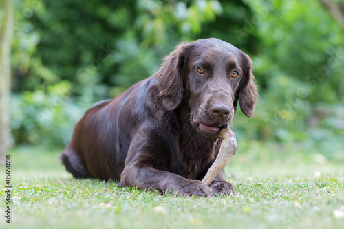 Hund knabbert an einem Rehlauf