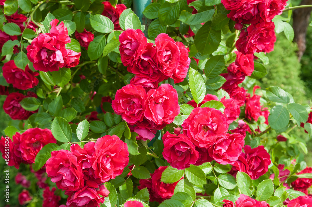rose bush rose bush