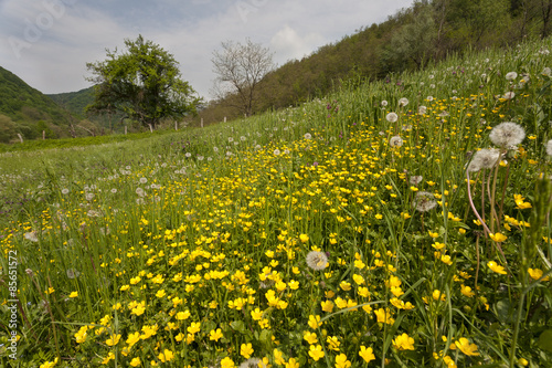 field with dandelion