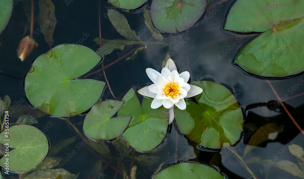 white water lily white water lily