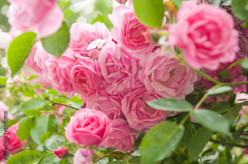 rose bush © Vitaliy Hrabar