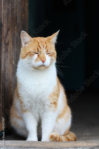 Кот с закрытыми глазами сидит на пороге © Petrova-Apostolova