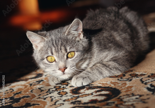 gray cat preparing to attack © serkucher