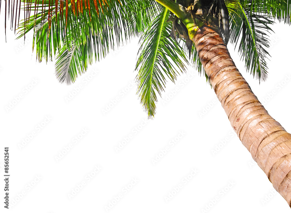 Fototapeta premium Coconut palm tree