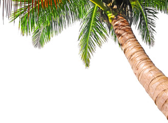 Wandcirkels Palmboom Kokospalm tropische bestemming  © preto_perola