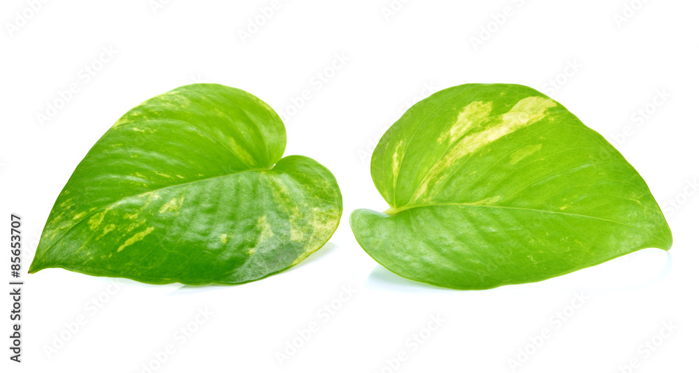 Pothos leaf isolated on white background Pothos leaf isolated on white background