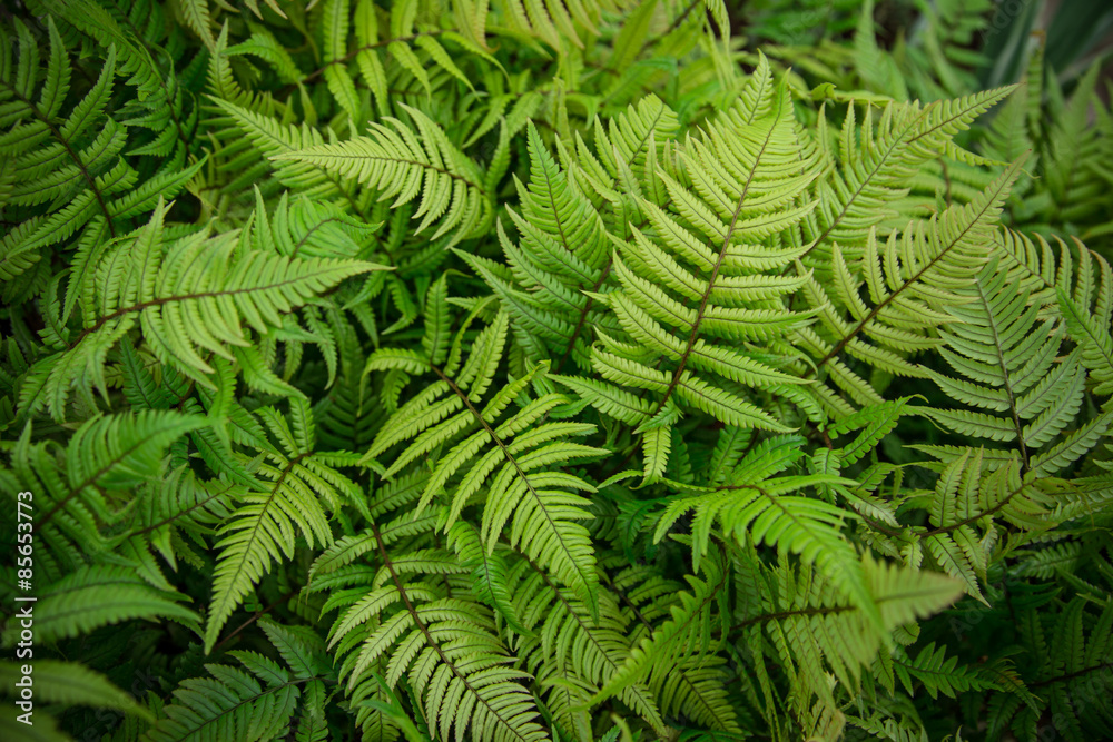 Green bracken plant background