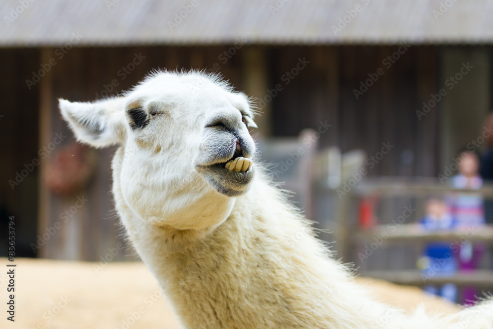 Obraz premium Llama lama in the zoo