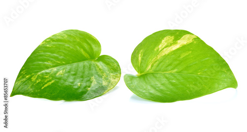 Pothos leaf isolated on white background