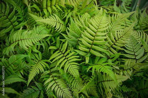 Green bracken plant background