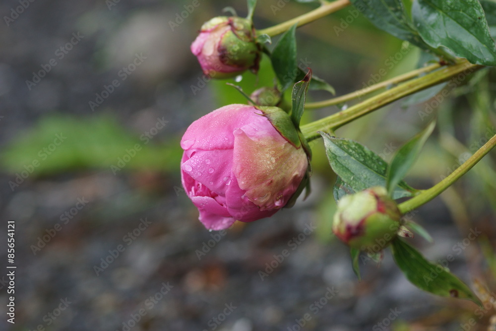 Pfingstrosen mit Regentrofen