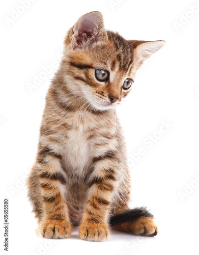 tabby kitten sitting