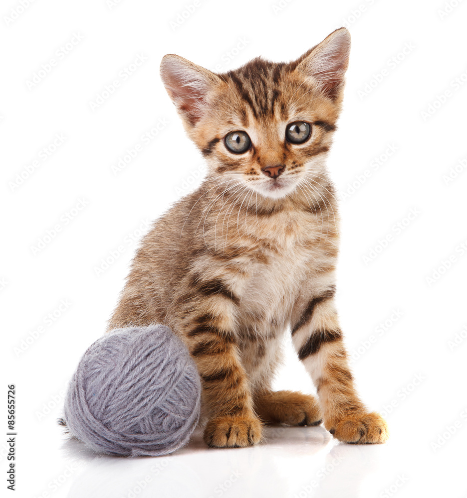 striped kitten with gray ball