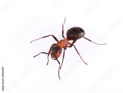 Ant isolated on white background. © Lukas Gojda