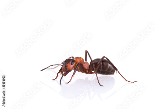 Ant isolated on white background. © Lukas Gojda