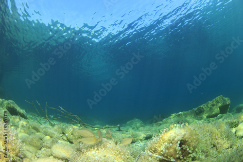 Underwater landscape © Richard Carey