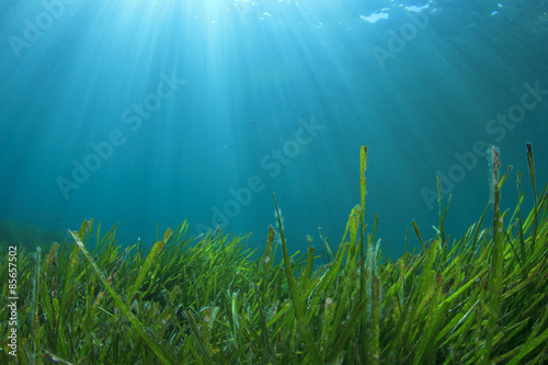 Underwater sea grass and blue ocean water © Richard Carey