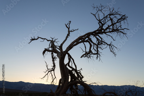 Baum im Abendlicht im Mesquite Flat Sand Dunes im Death Valley Nationalpark