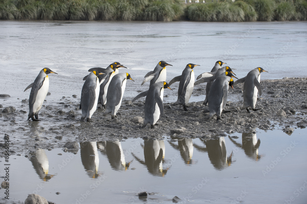 Fototapeta premium March of the King Penguins
