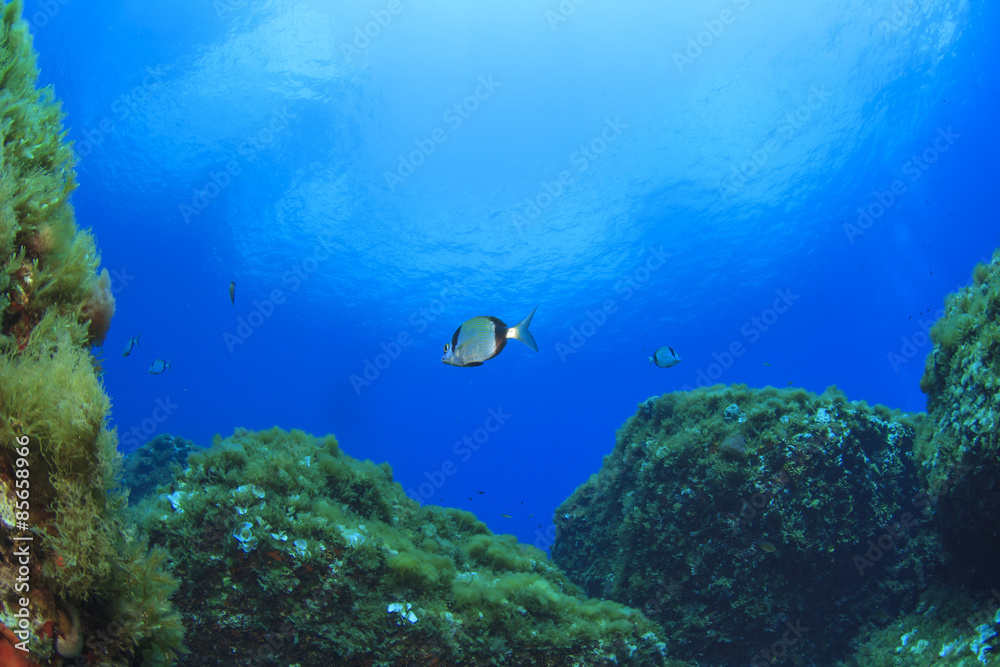 Fototapeta premium Underwater landscape