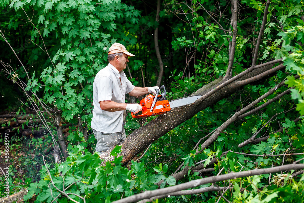 Obraz premium woodman uses his chainsaw cut the tree