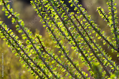 Ocotillo im Sonnenlicht photo