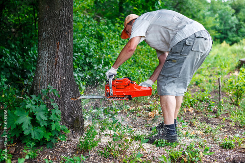 woodman uses his chainsaw cut the tree