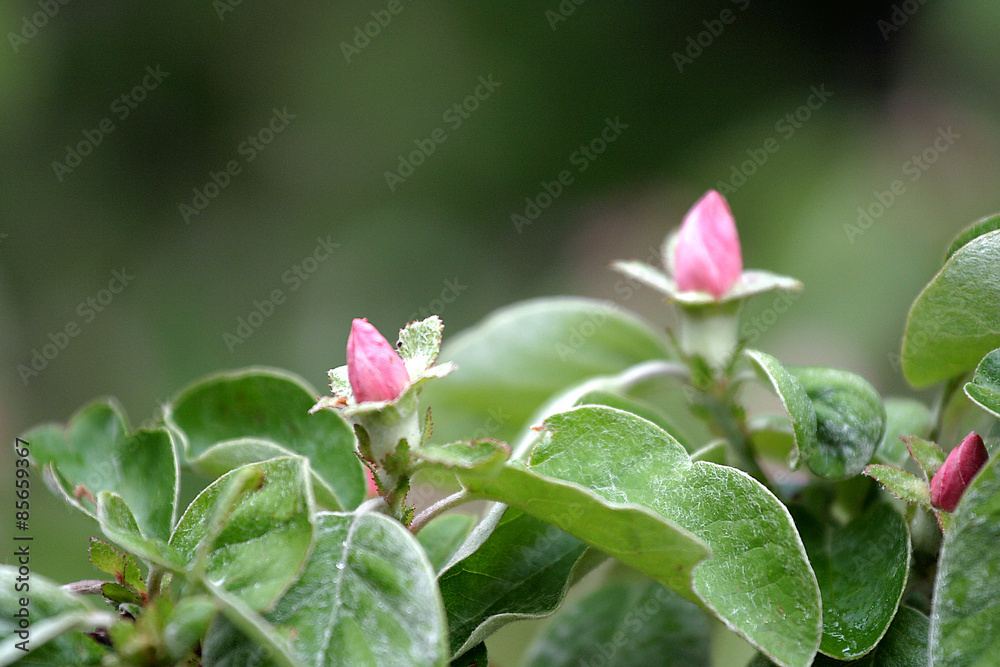 Różanecznik, azalia, rododendron (Rhododendron) Różanecznik, azalia, rododendron (Rhododendron)