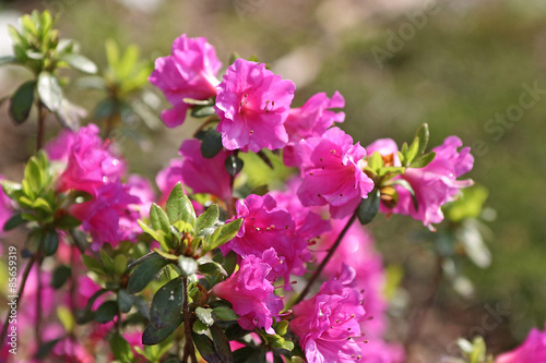 Różanecznik, azalia, rododendron (Rhododendron) 
