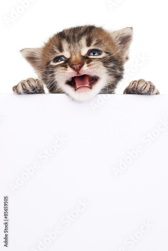 Pretty kitten peeking out of a blank sign