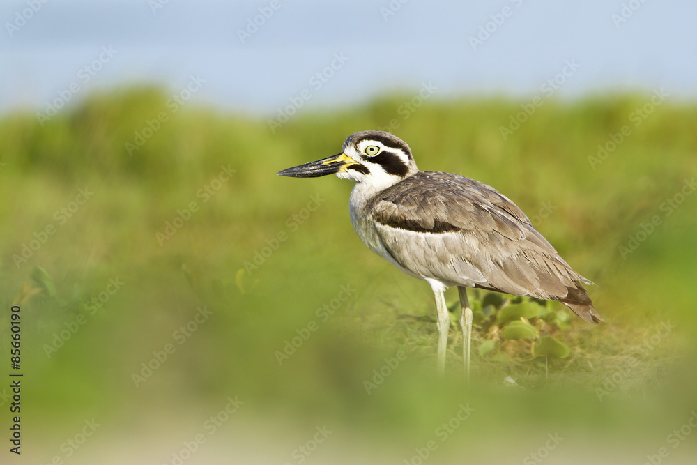 Obraz premium Great Thick-knee .in Pottuvil, Sri Lanka