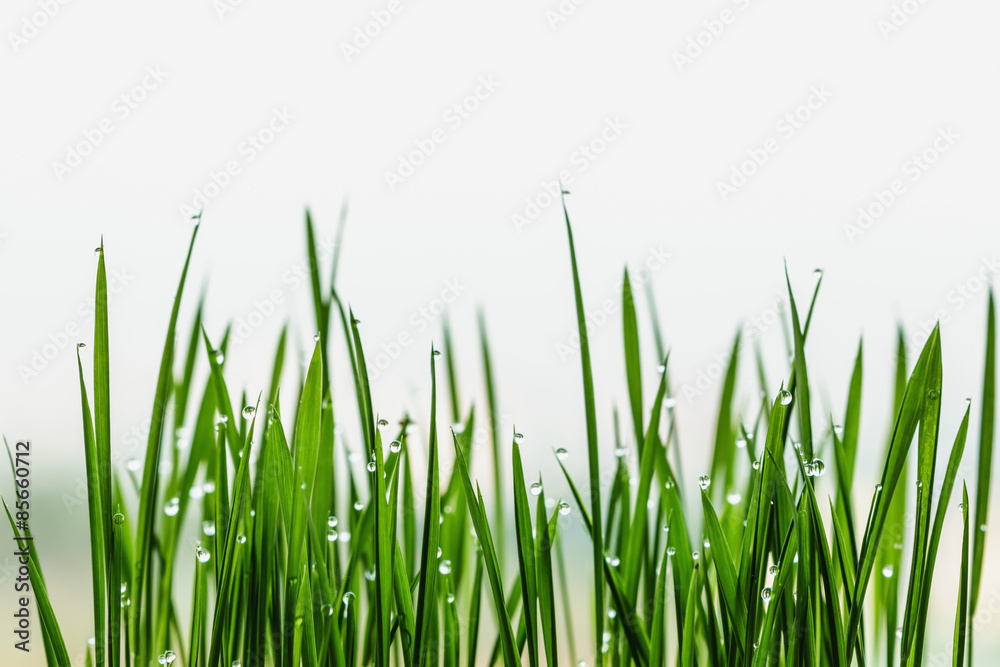 Grass green with dew drops Grass green with dew drops