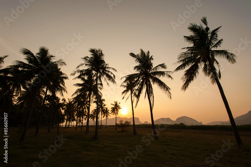 Coconut palm trees perspective view © fototrips