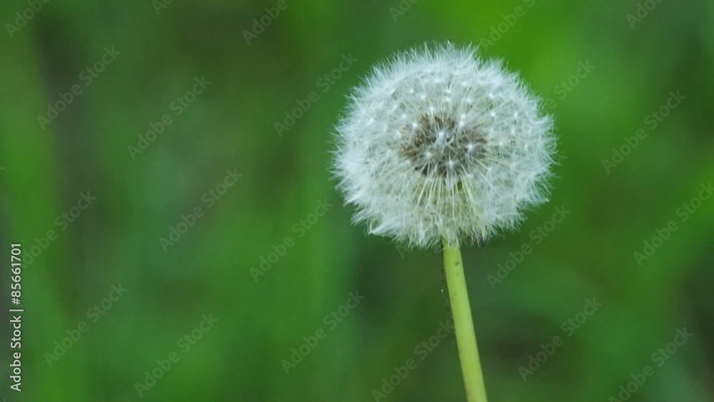 wild dandelion flower is shaking with the wind wild dandelion flower is shaking with the wind
