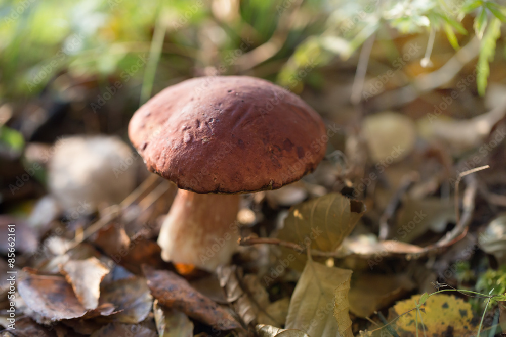 Eatable mushroom growing in the forest Eatable mushroom growing in the forest
