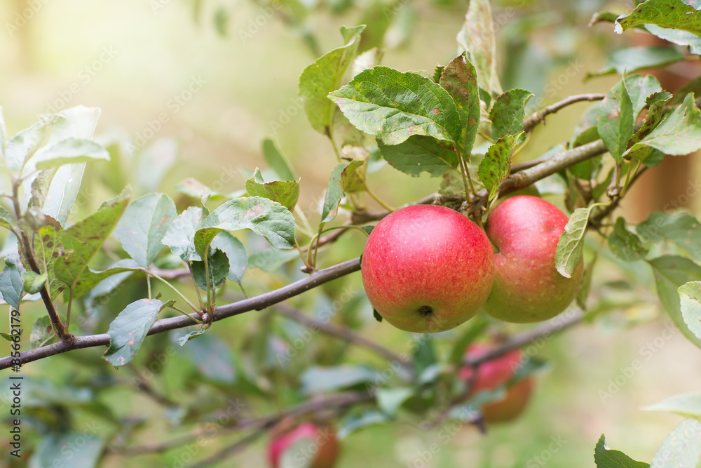 Fresh apple crop outdoors