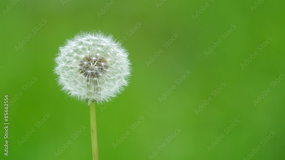 wild dandelion flower is shaking with the wind wild dandelion flower is shaking with the wind