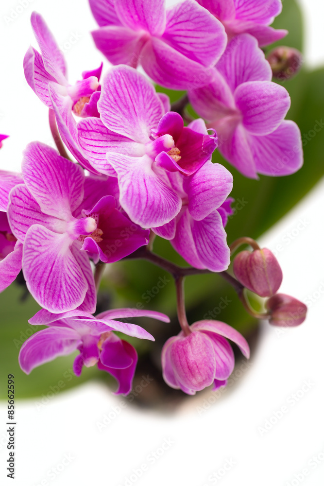 Purple orchid Purple orchid