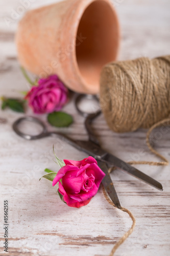 Pink roses with flower pot, rope and scissors