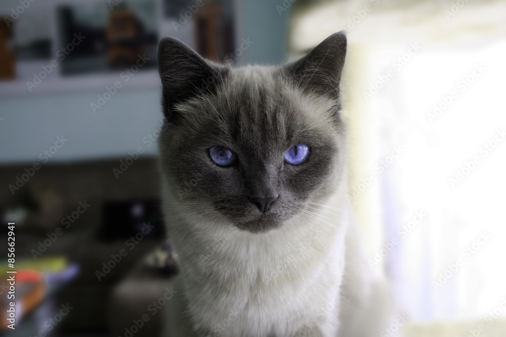 weißgraue Katze mit blauen Augen weißgraue Katze mit blauen Augen