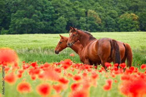 Stuten im Klatschmohn