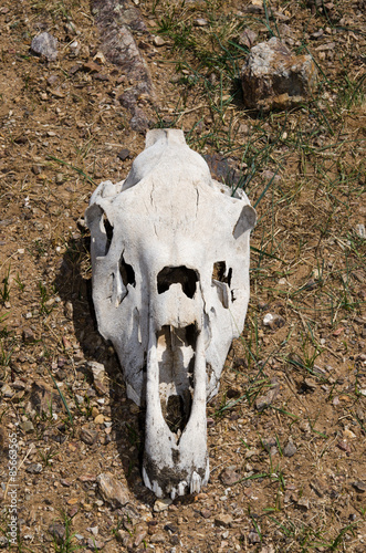 モンゴルの荒野、頭蓋骨