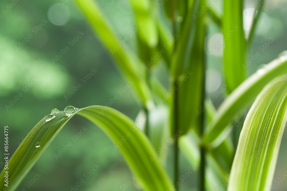 gouttes de pluie sur feuilles de bambou gouttes de pluie sur feuilles de bambou