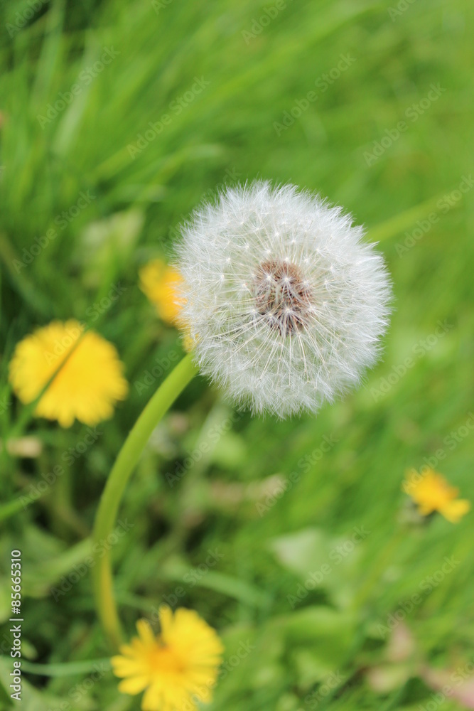 Dandelion Clock in Meadow, England. Dandelion Clock in Meadow, England.