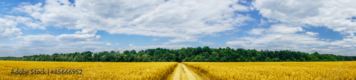 Panorama of golden wheat field. #85666952