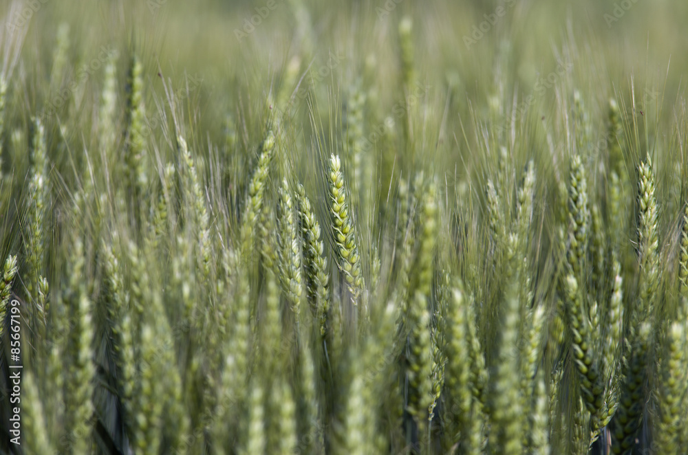 Wheat field in springtime
