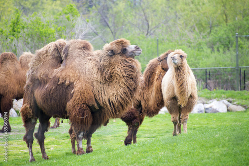 Bactrian camels on a zoo