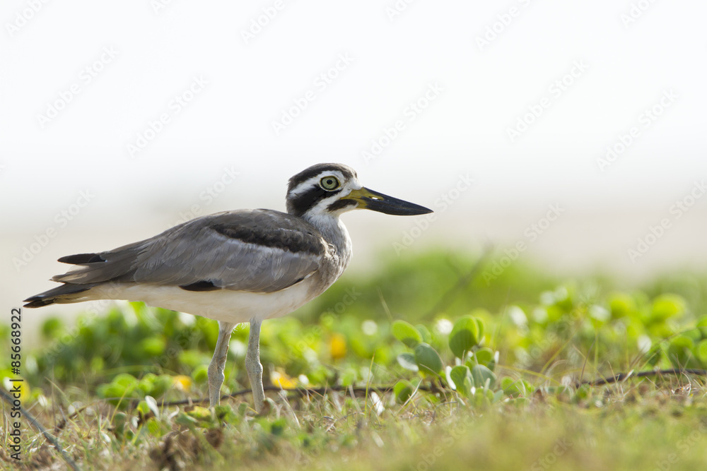 Obraz premium Great Thick-knee .in Pottuvil, Sri Lanka